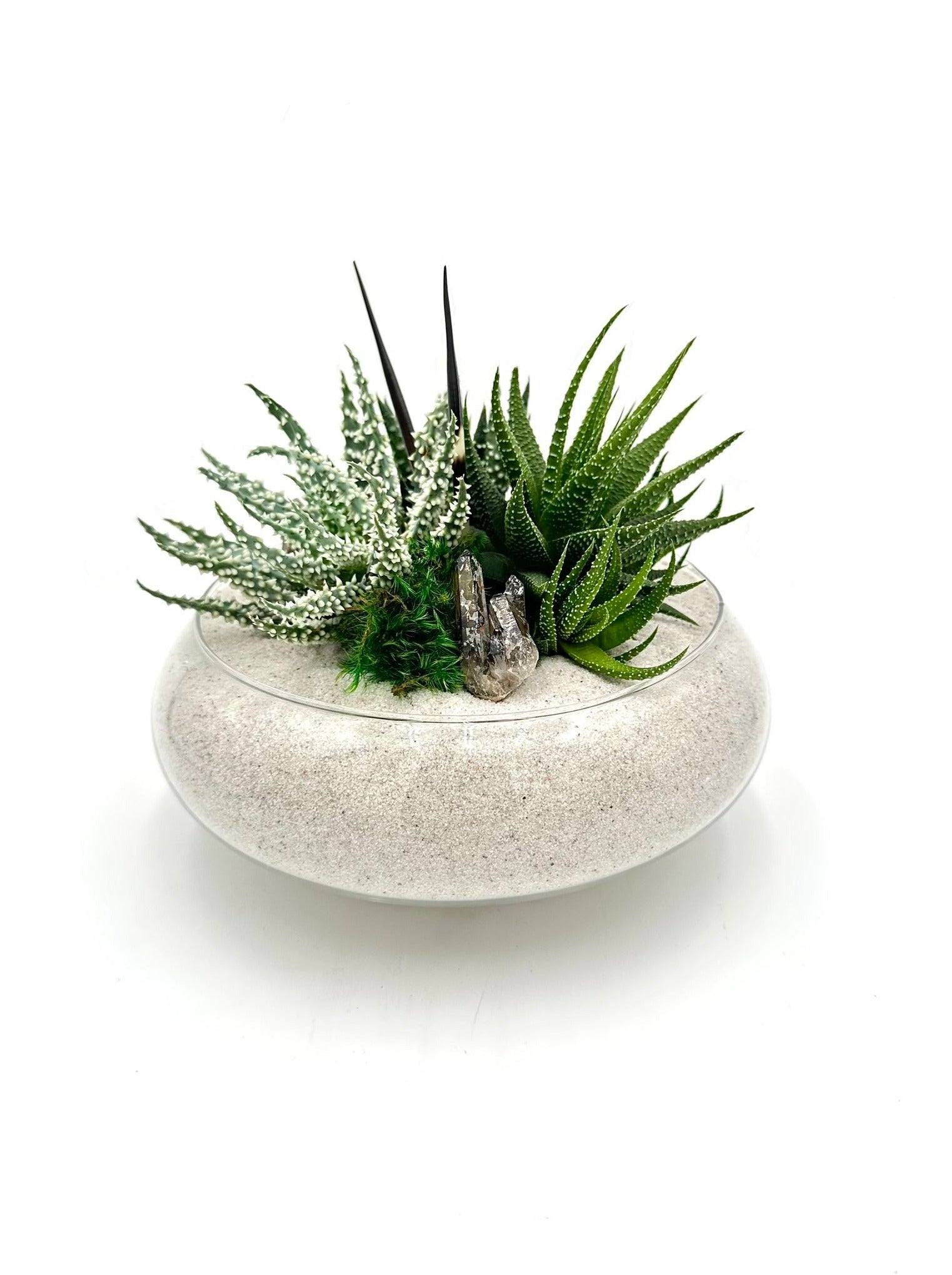 succulents brampton Oxford – Urban Spikes