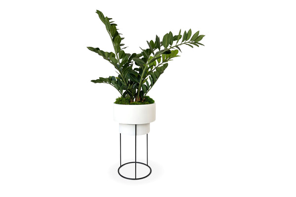 ZZ Plant 5ft | Urban Spikes