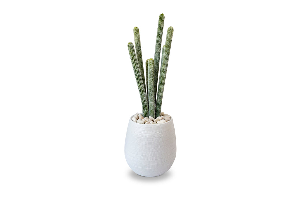 Organ Pipe Cactus 3ft
