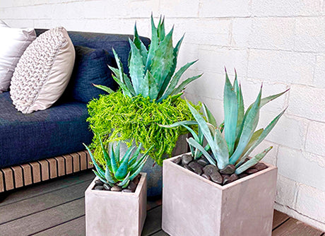 three potted exterior plants for warm weather climates