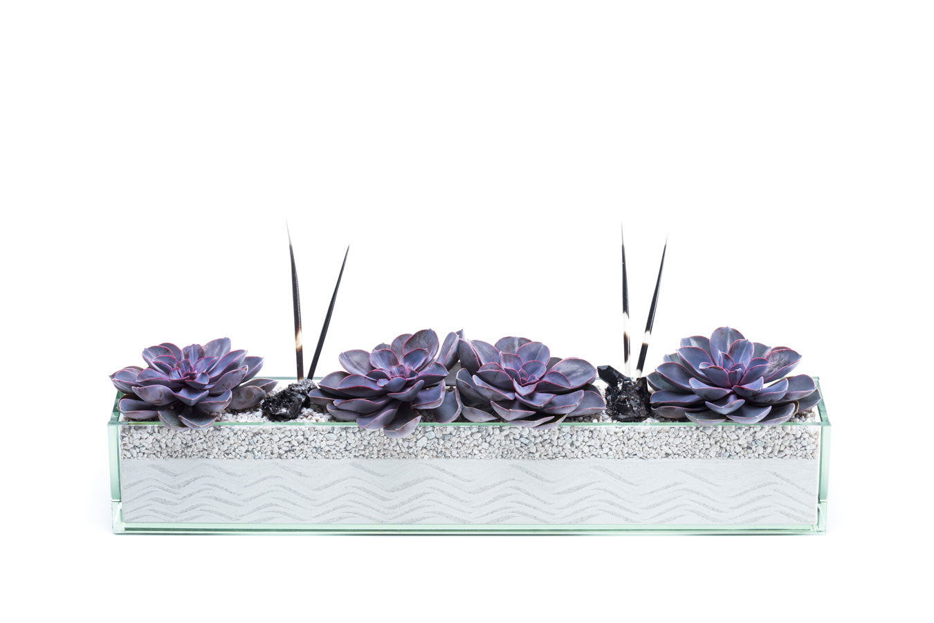 spike succulents Commerce (Large) Succulent Plant – Urban Spikes