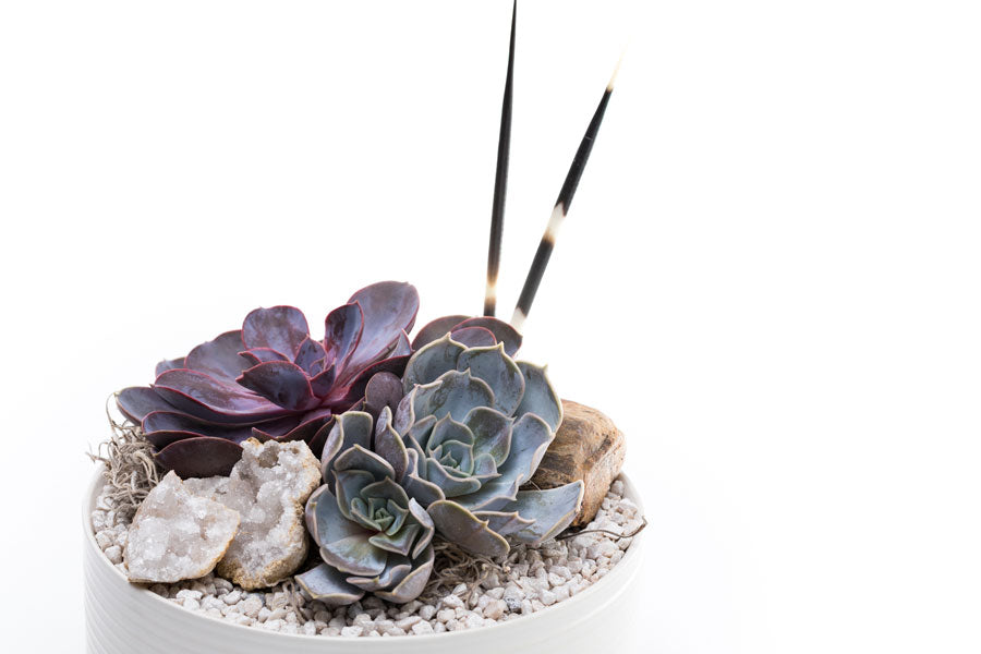 individual succulents Magnolia – Urban Spikes