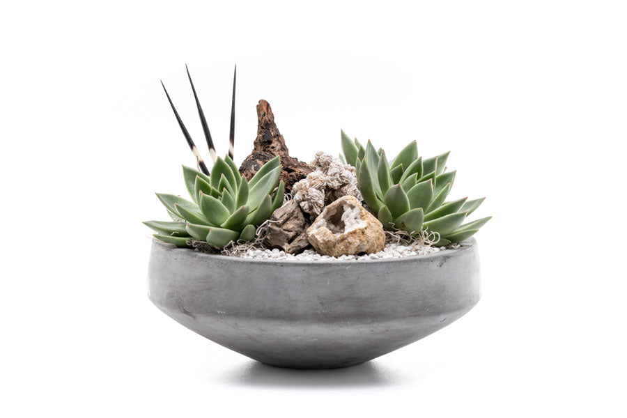 porcupine succulent Lamar – Urban Spikes