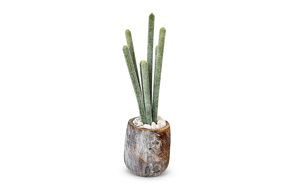Organ Pipe Cactus 3ft