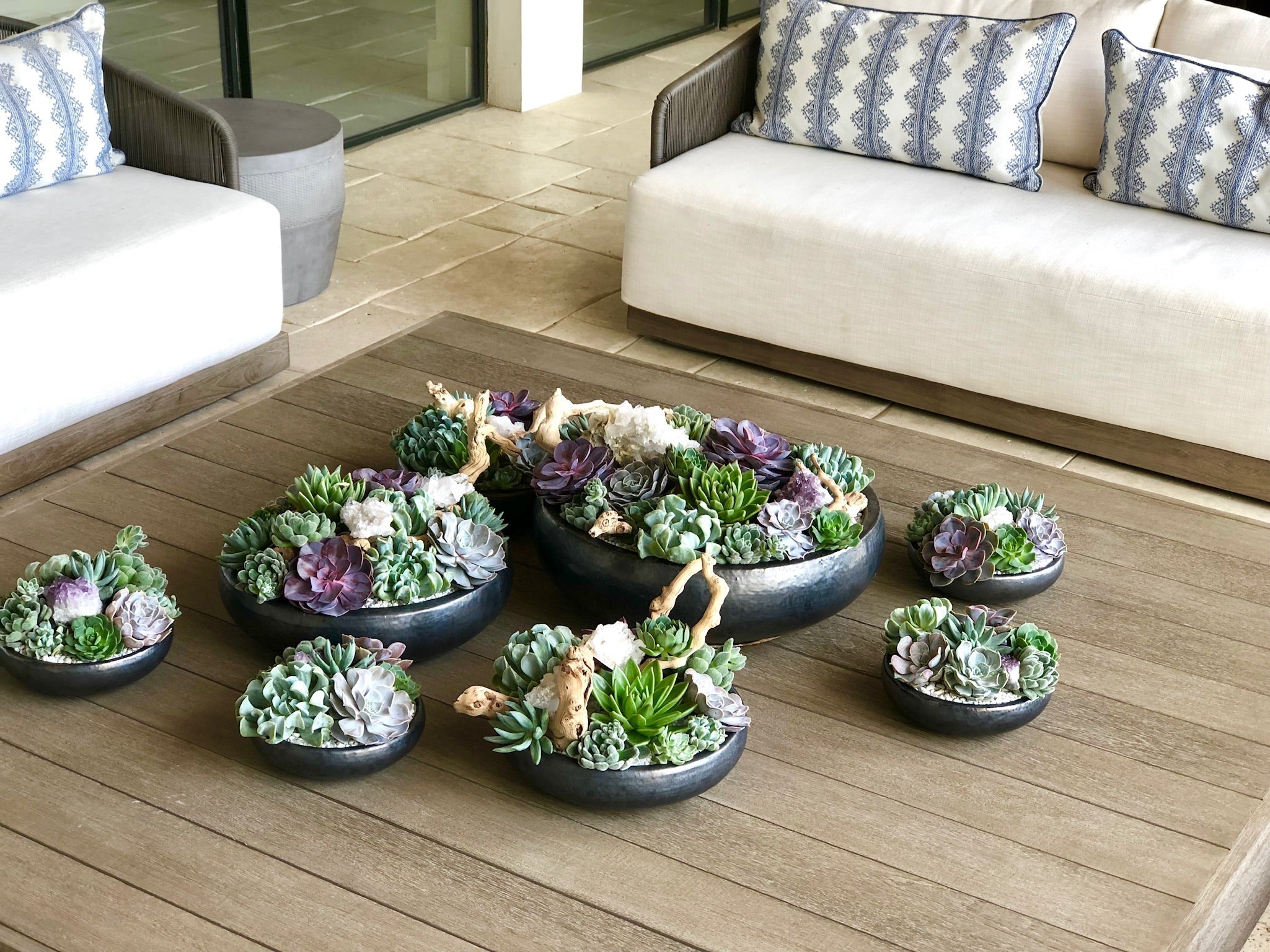 Succulent basics: From Watering Tips to the Ease of Cut Succulents, Everything You Need to Know for Thriving Plants