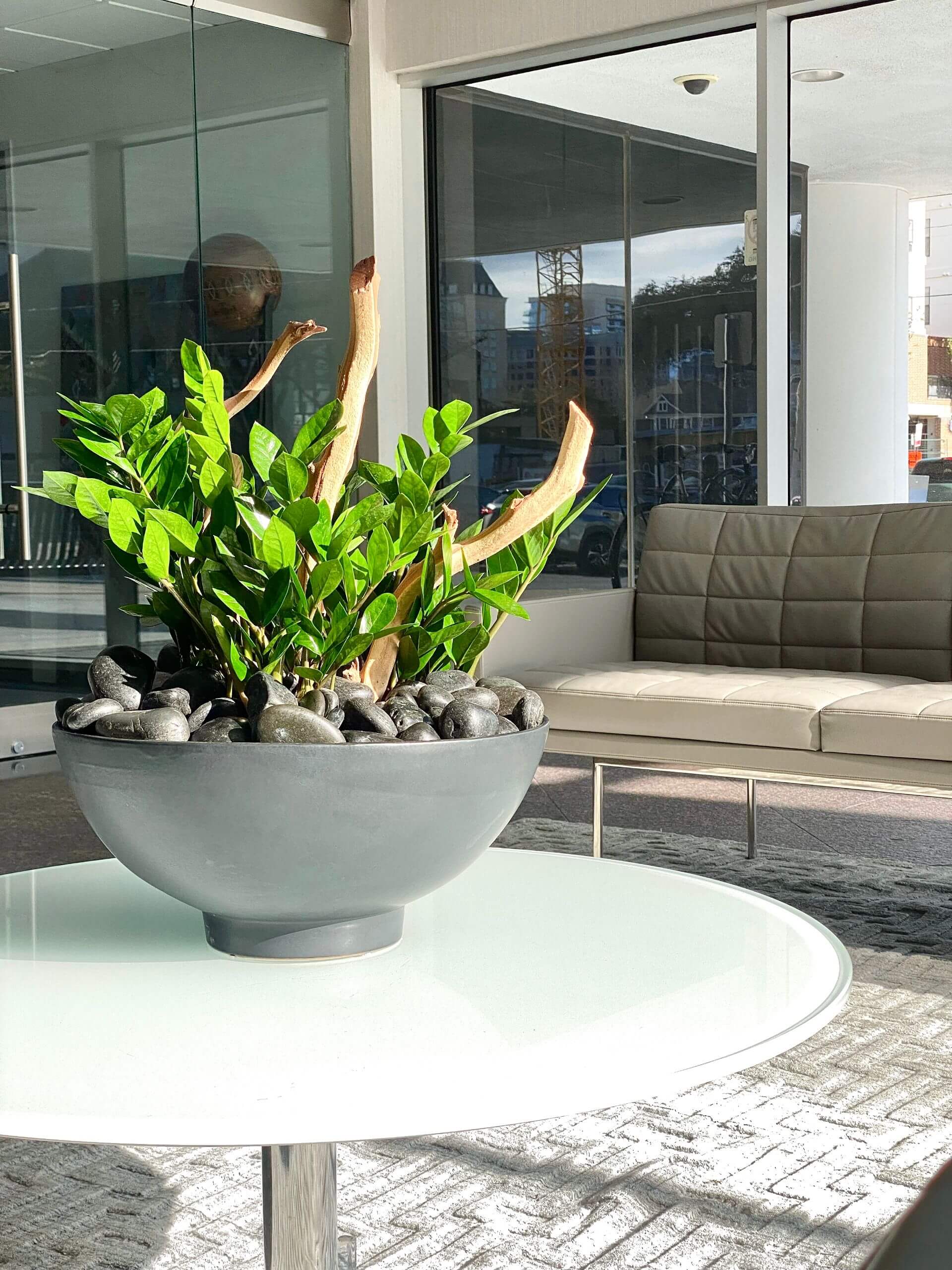 Why Every Office Space Needs Plants (And How to Do It Right)