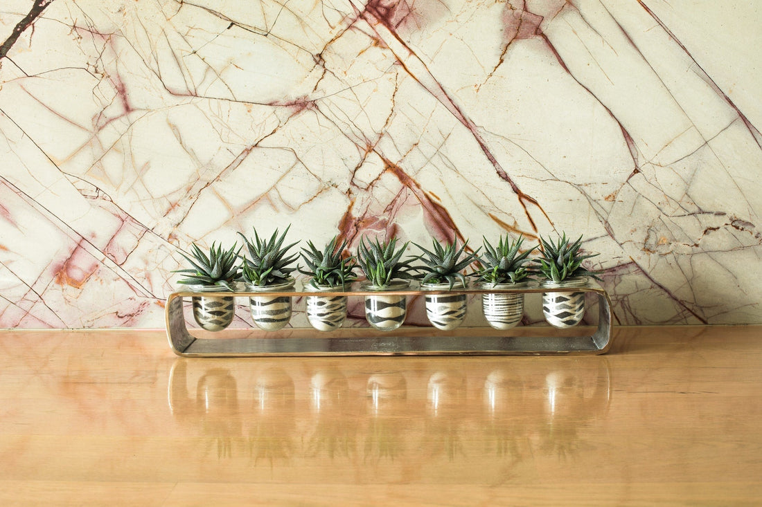 Why cut succulents?!