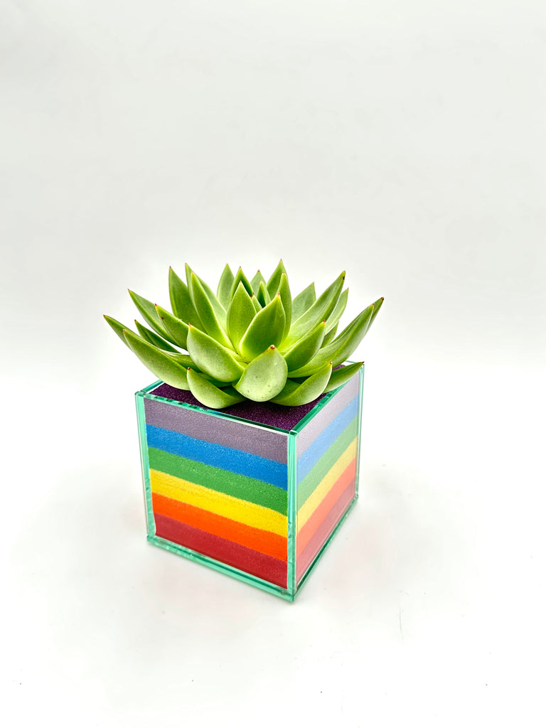 Pacific Colorful (Multiple Styles)