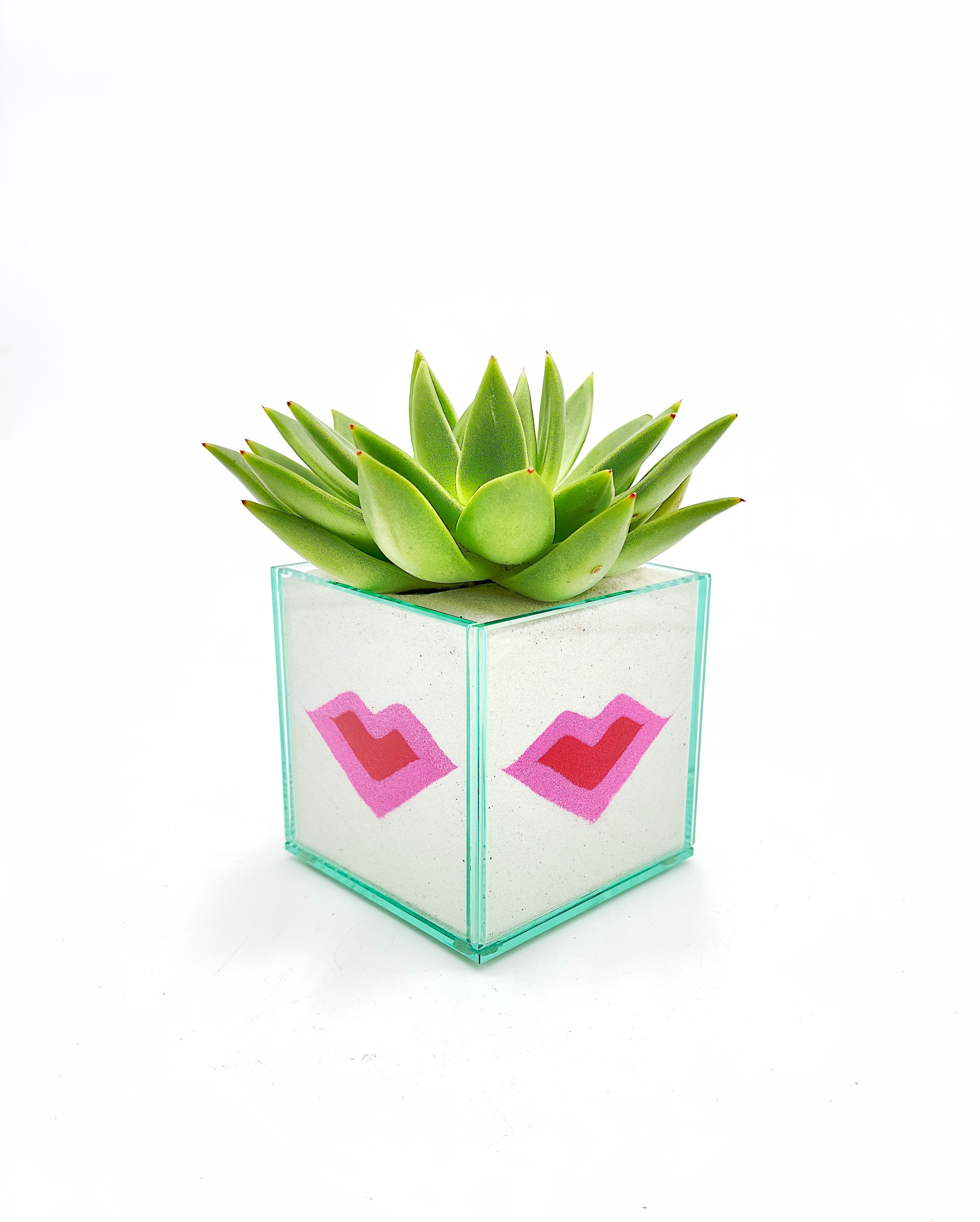 Pacific Colorful (Multiple Styles)