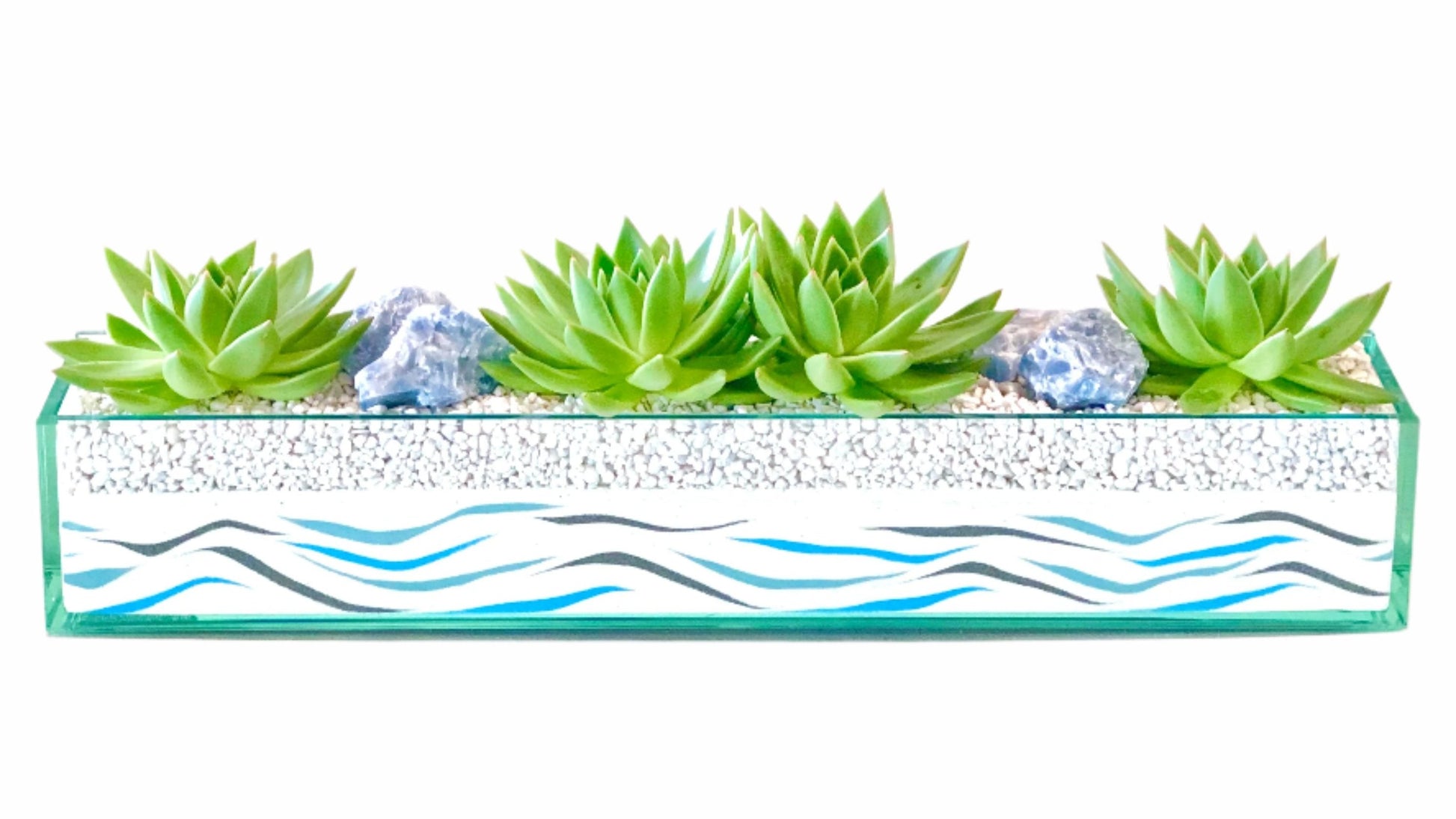 urban stems succulent Commerce (Large) Succulent Plant – Urban Spikes