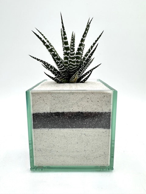 Pacific Neutral (Multiple Styles)