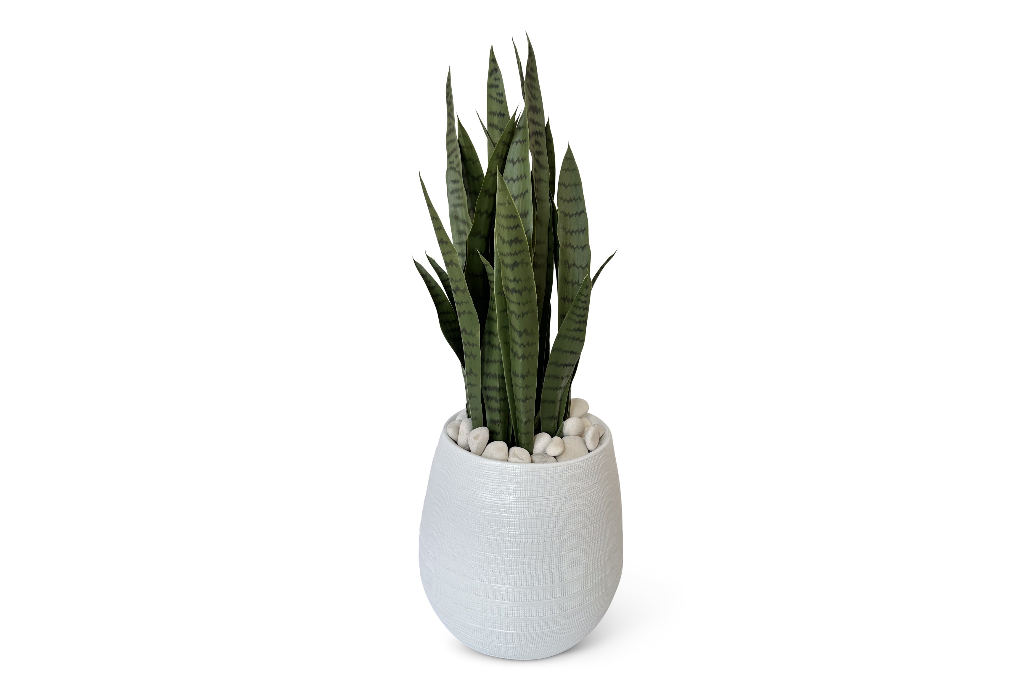 Sansevieria 2ft