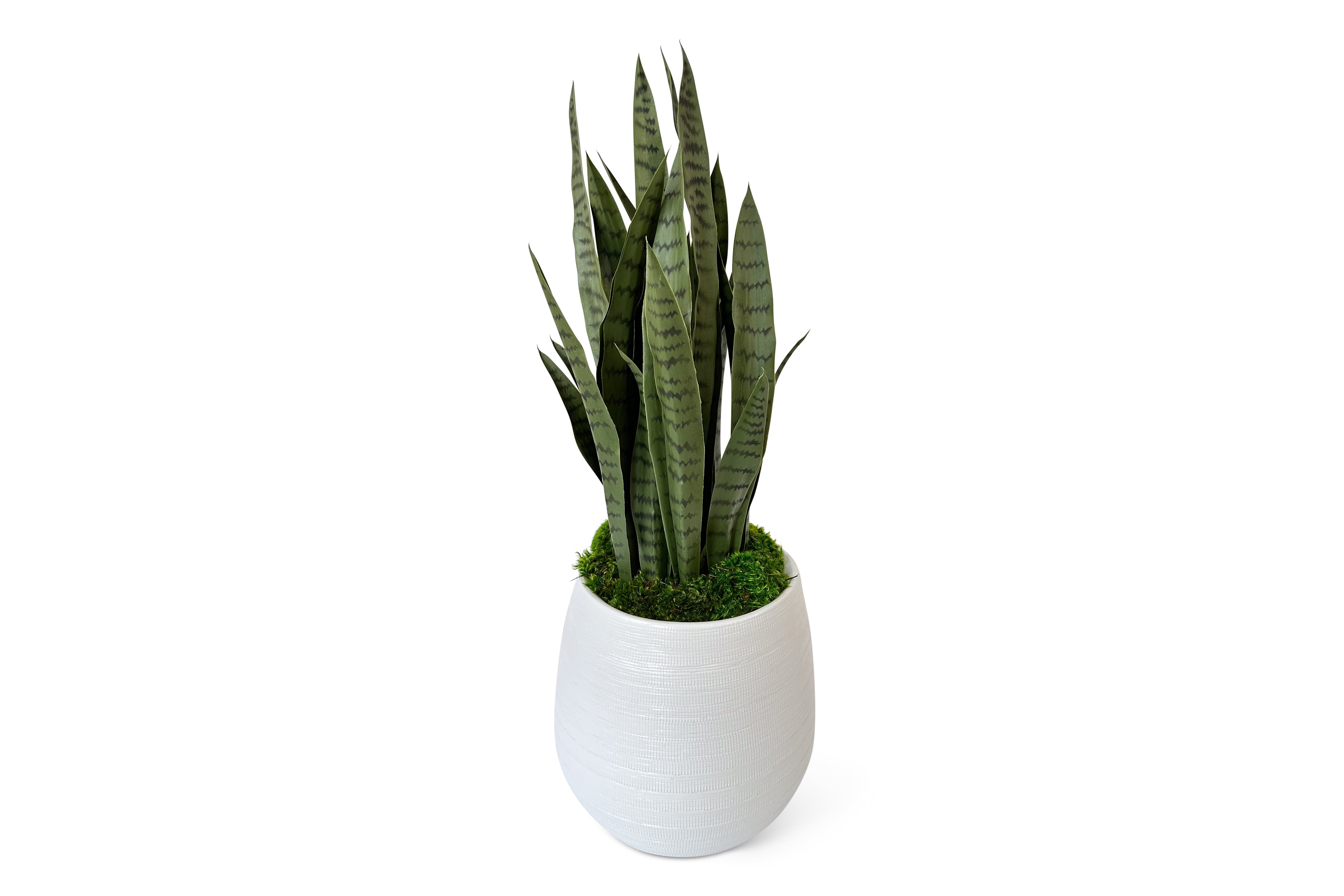 Sansevieria 2ft