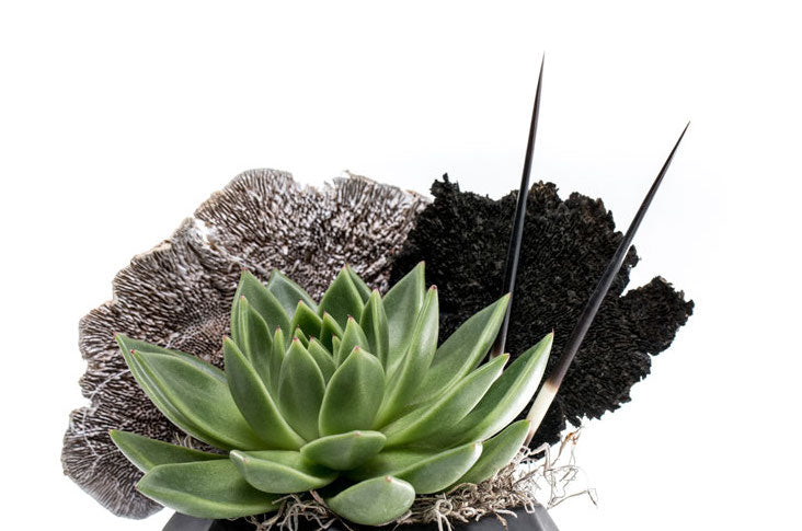 succulents with spikes Akard – Urban Spikes