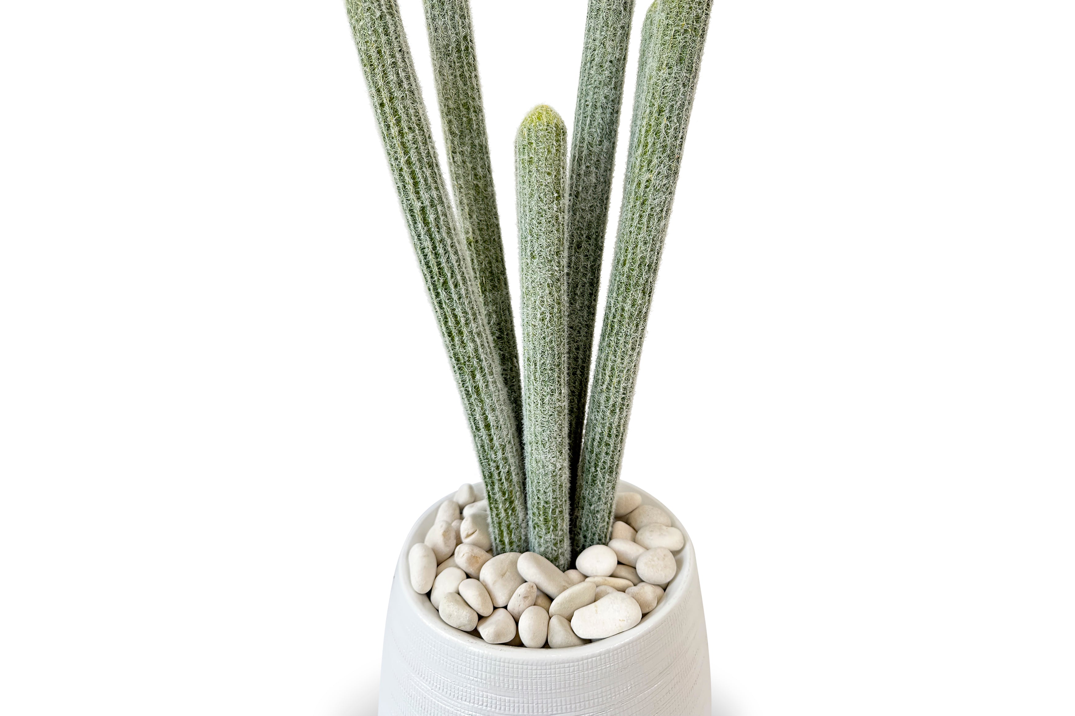 Organ Pipe Cactus 3ft