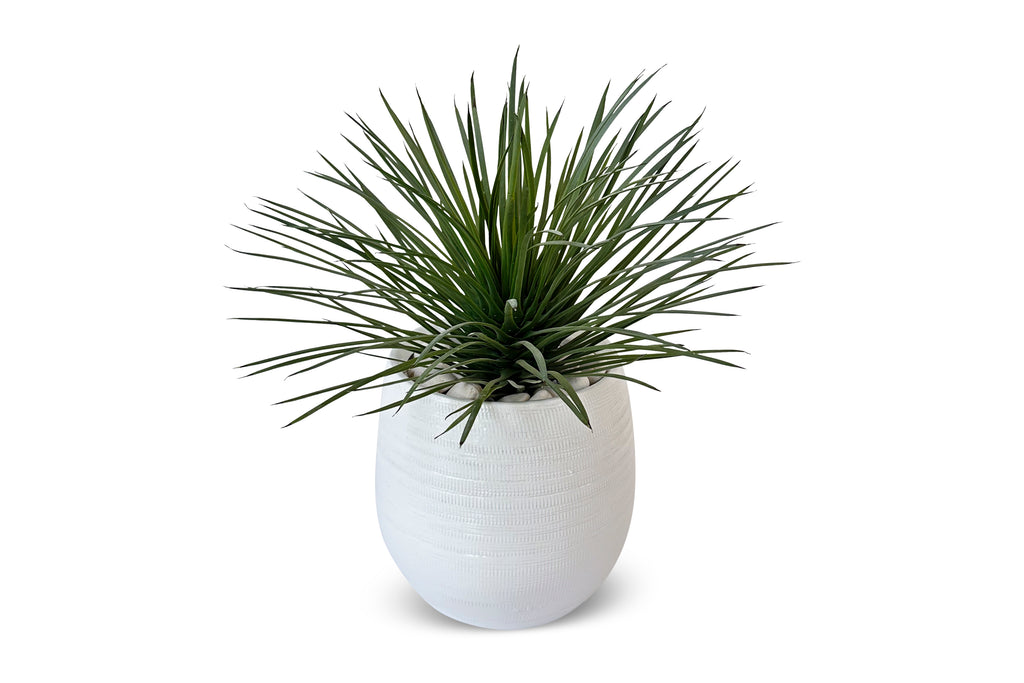 Yucca Plant