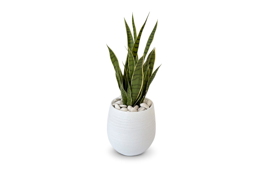 Sansevieria Variegated 2ft