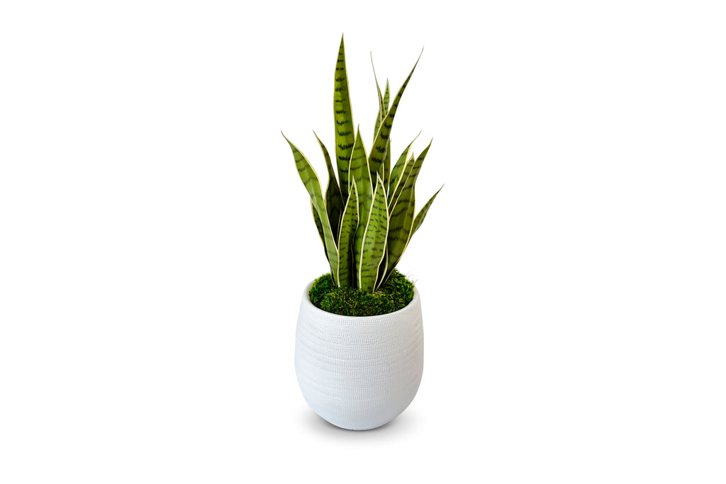 Sansevieria Variegated 2ft