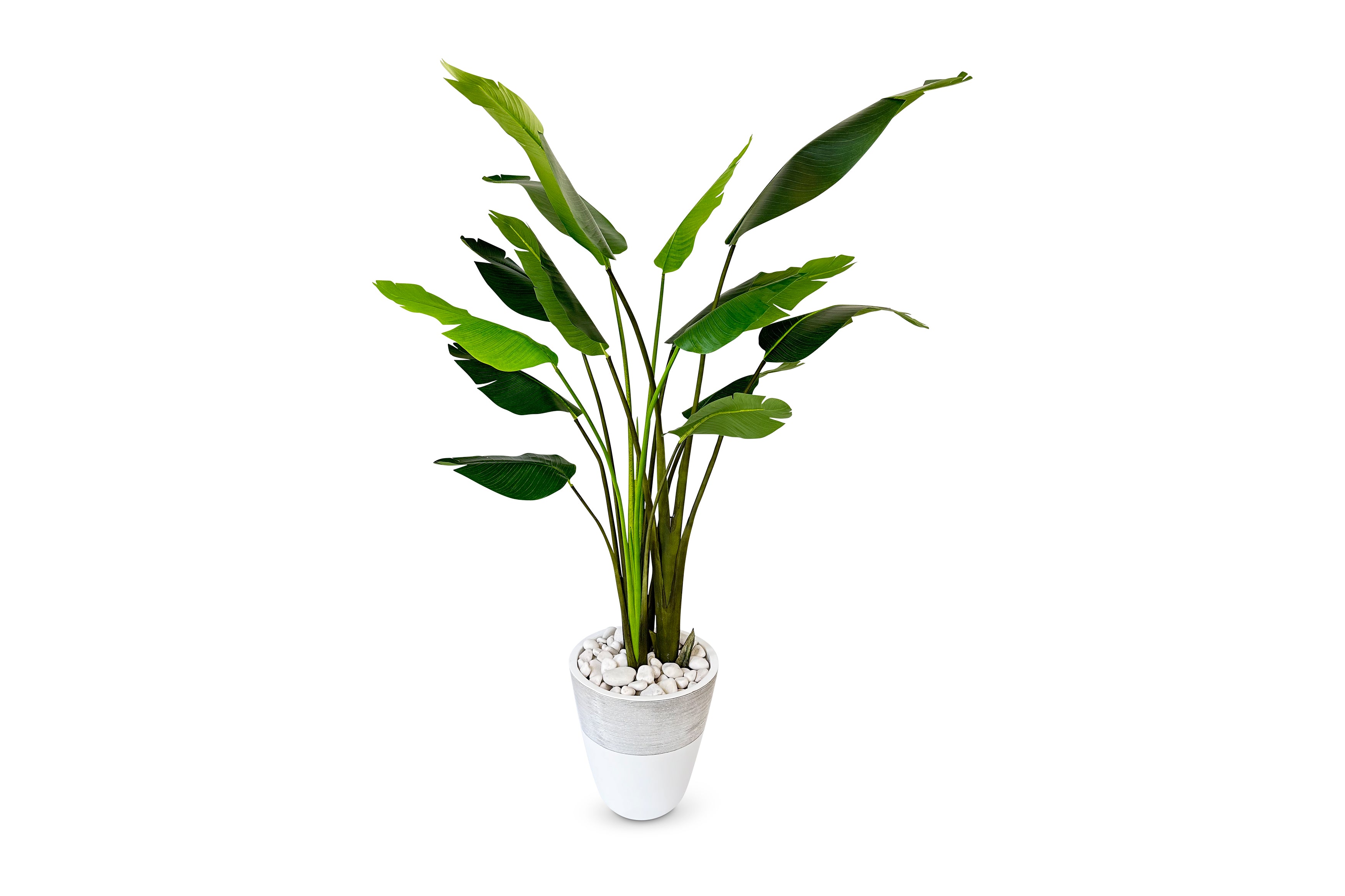 Bird of Paradise Palm 8ft