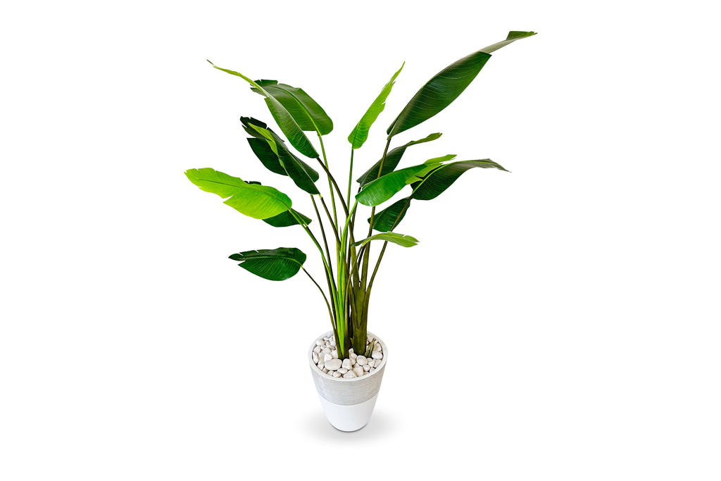 Bird of Paradise Palm 8ft | Urban Spikes