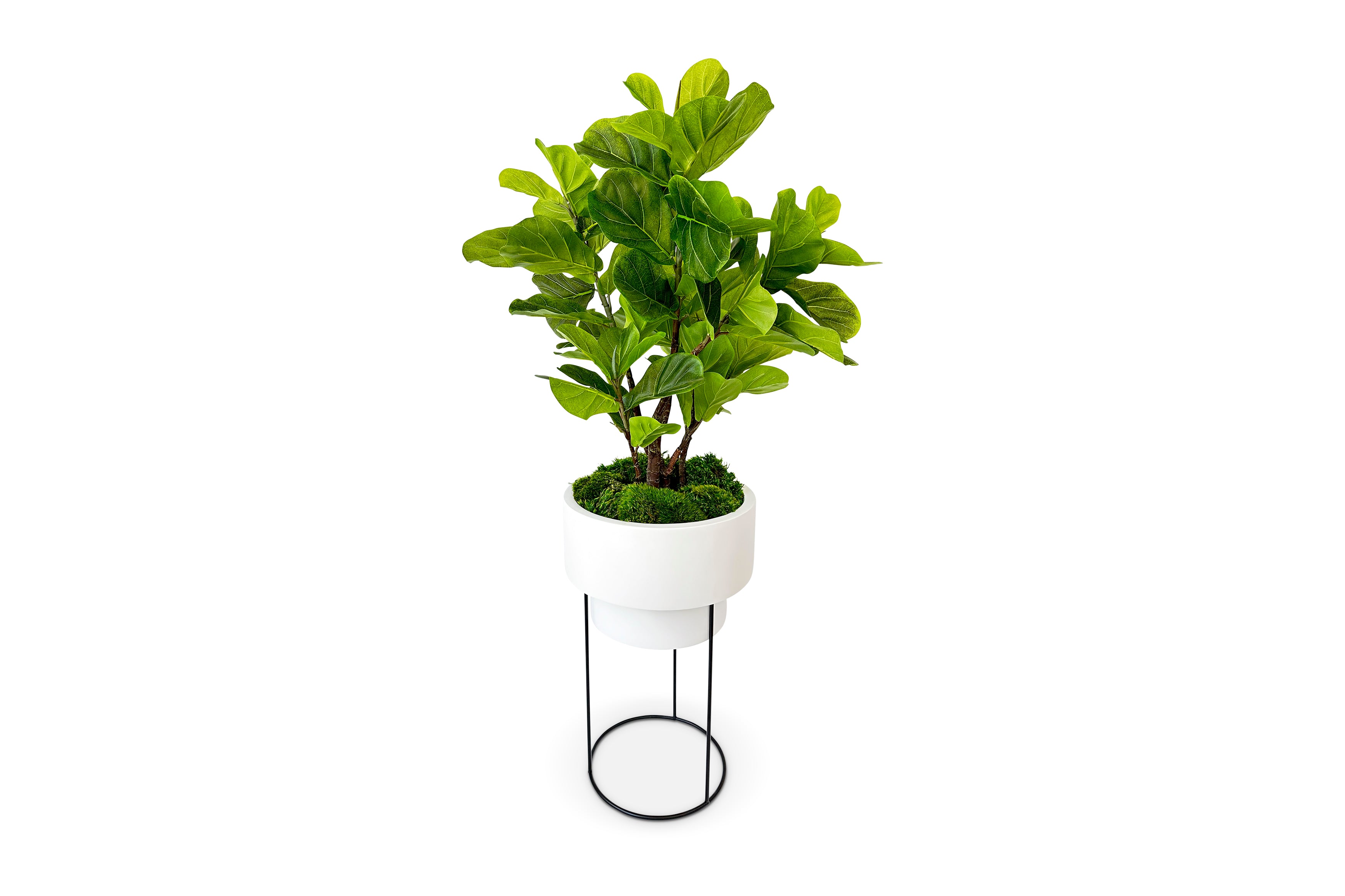 Ficus Lyrata Bush 5ft