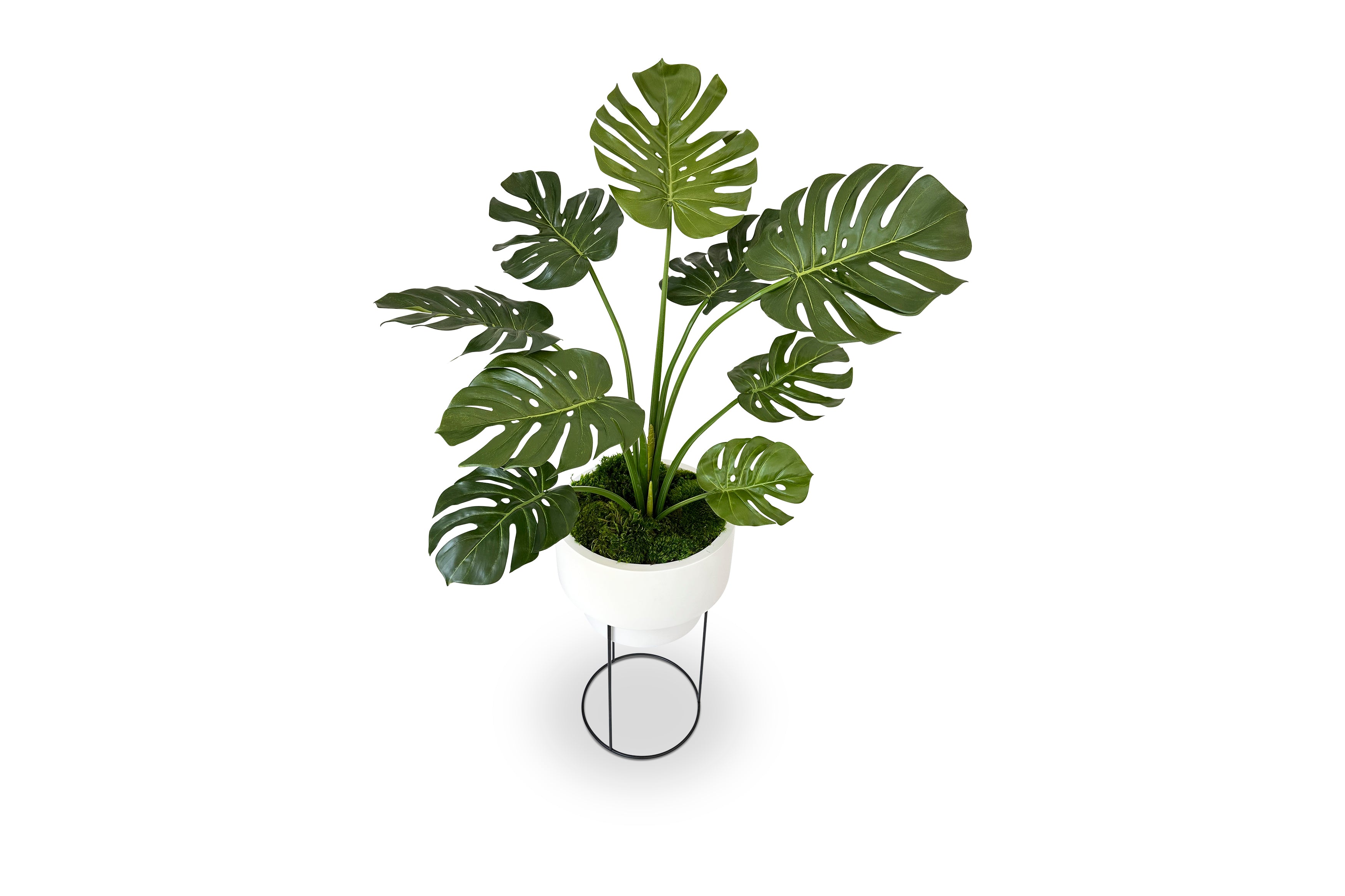 Monstera 5ft