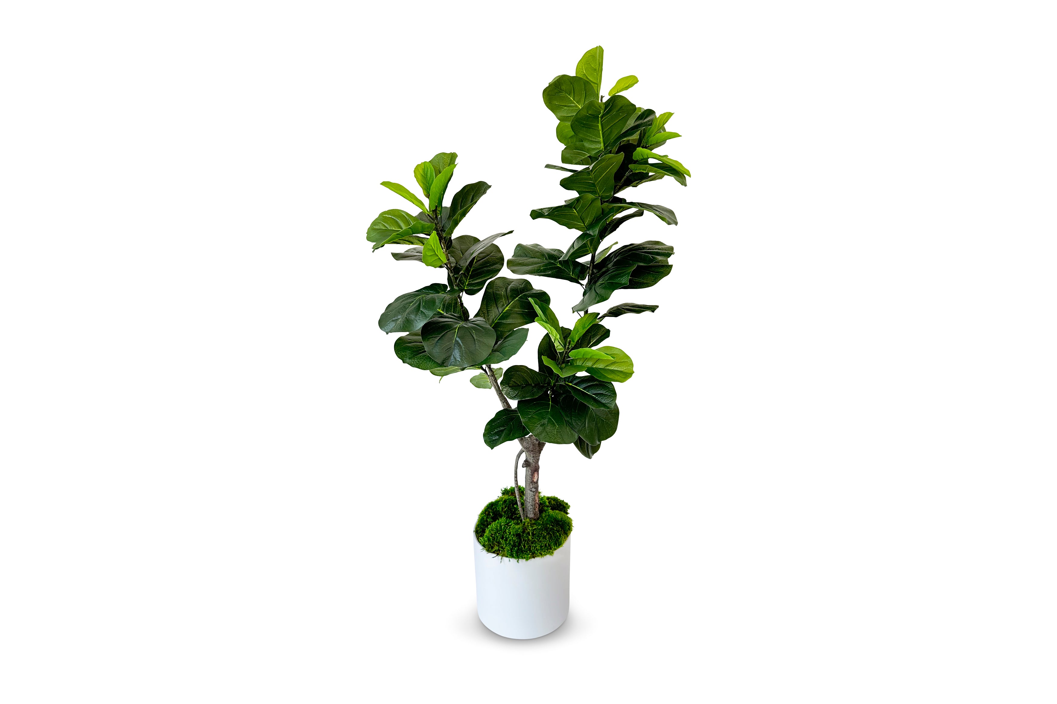 Fiddle Leaf Fig Tree 5.5ft