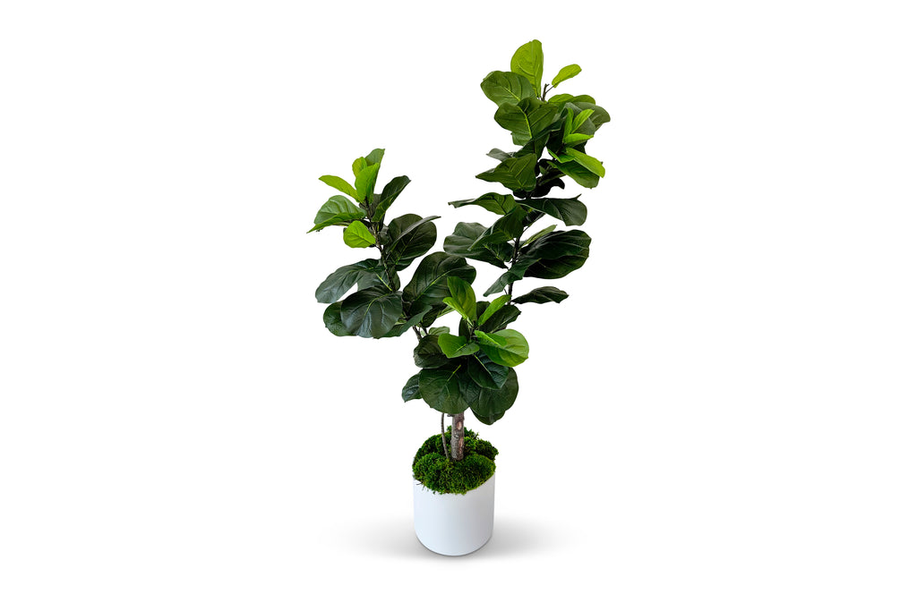 Fiddle Leaf Fig Tree 5.5ft