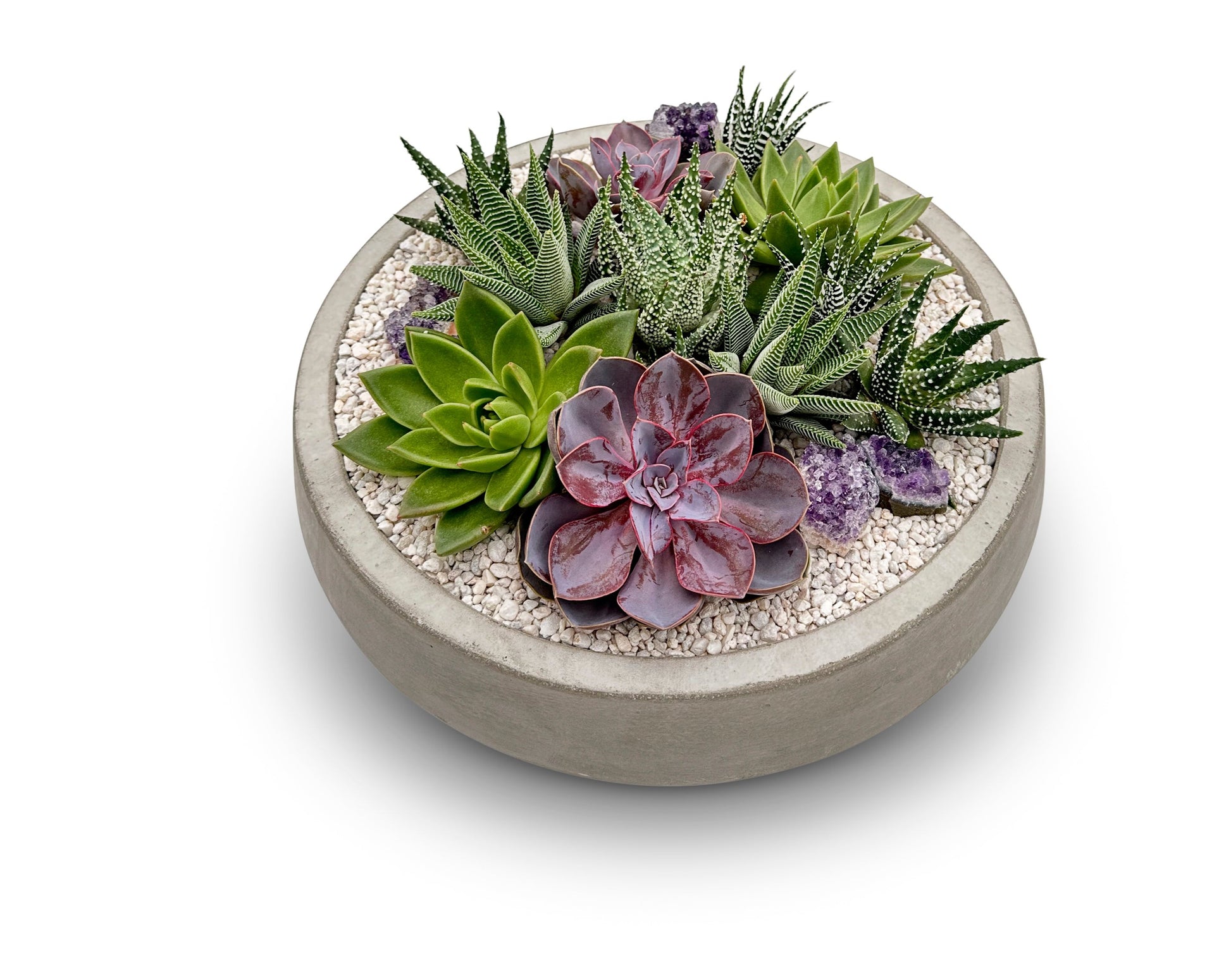 melrose succulents Melrose – Urban Spikes