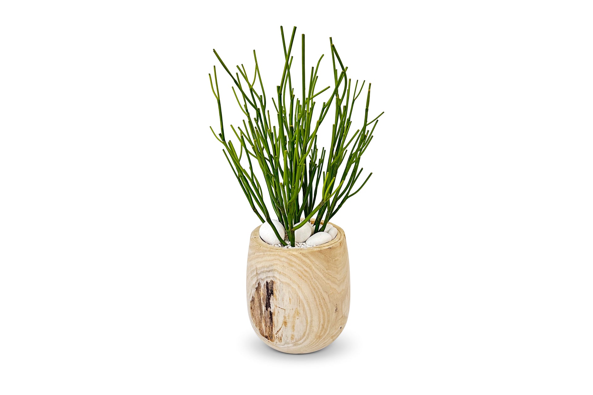 Pencil Cactus 2ft – Urban Spikes
