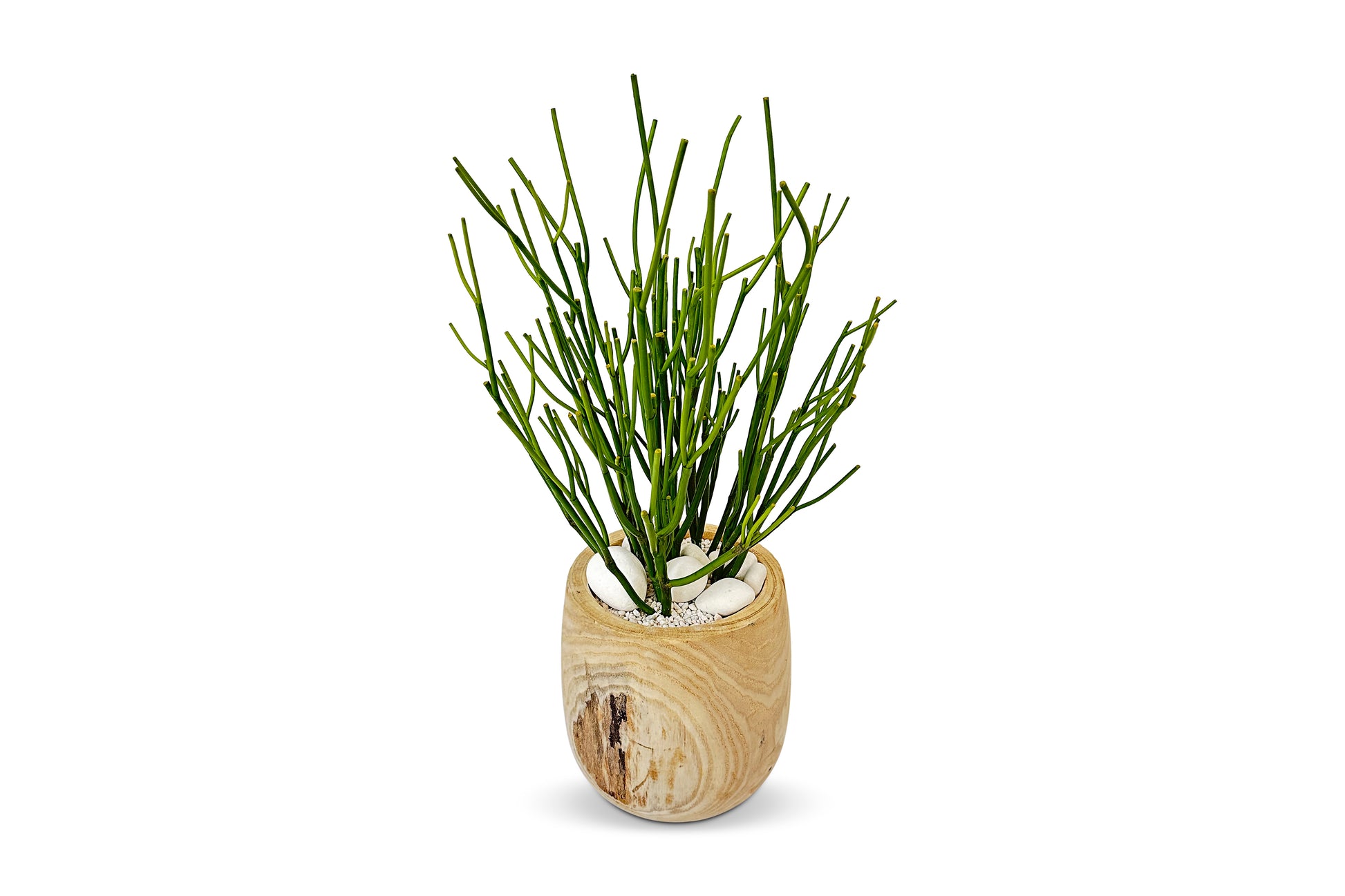 faux pencil cactus Pencil Cactus 2ft – Urban Spikes