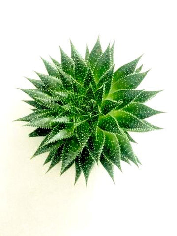 Aristata (Aloe)