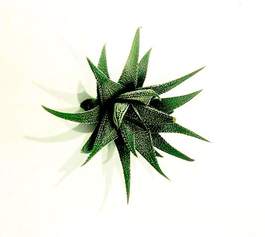 Concolor (Aloe)