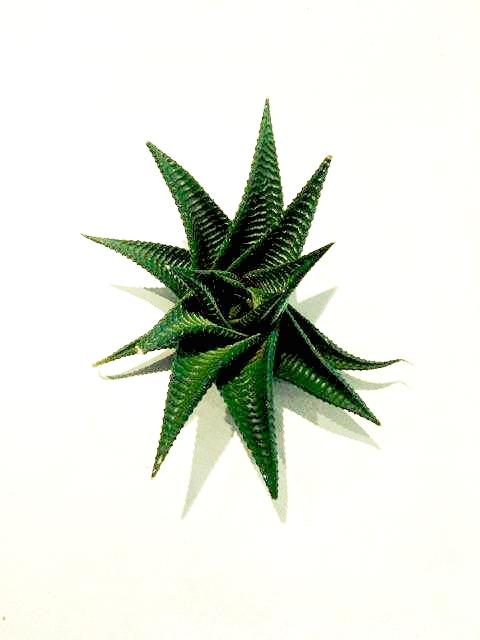 Limifolia Twist (Aloe)