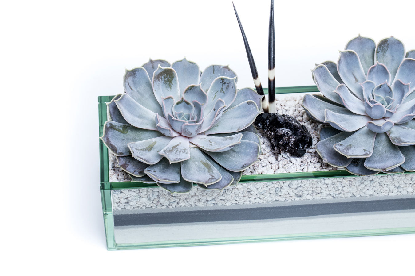 succulent plant with spikes Commerce (Large) Succulent Plant – Urban Spikes
