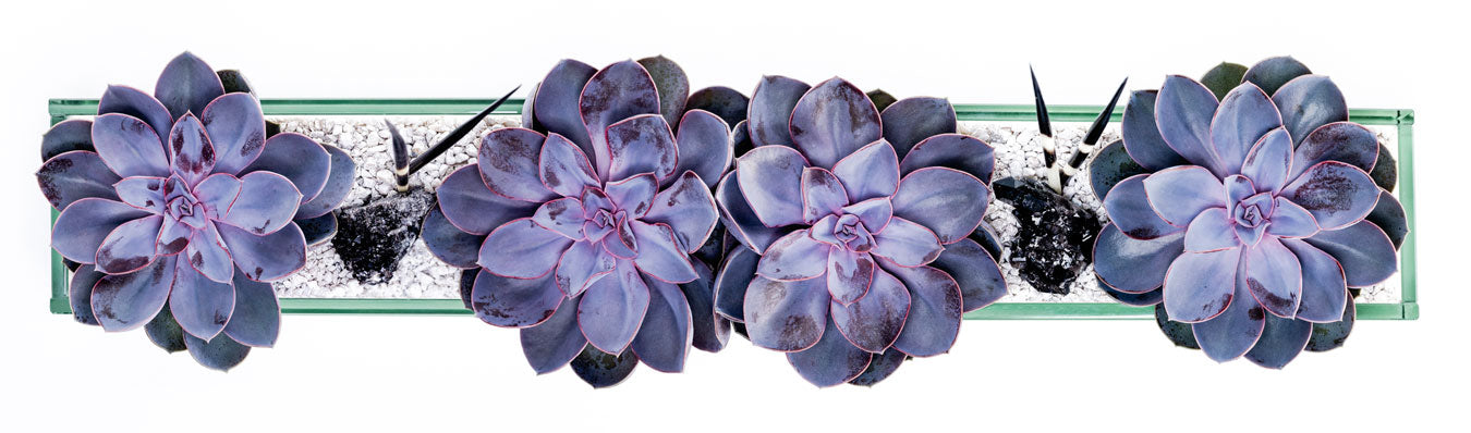 urban stems succulent Commerce (Large) Succulent Plant – Urban Spikes