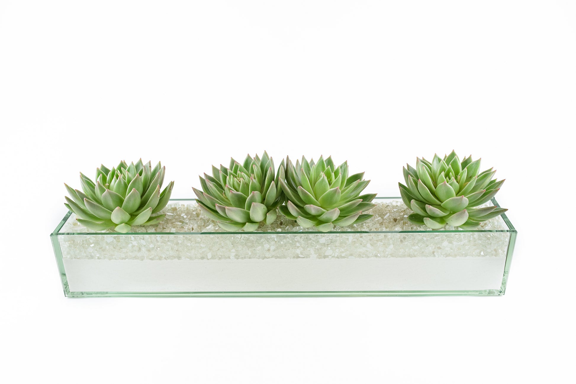 succulent plant with spikes Commerce (Large) Succulent Plant – Urban Spikes