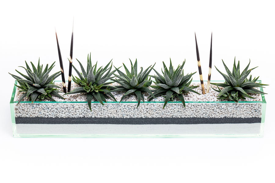 spike succulents Commerce (Large) Succulent Plant – Urban Spikes