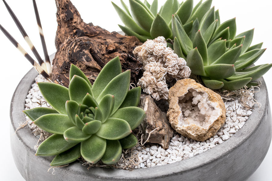 urban succulents Lamar – Urban Spikes