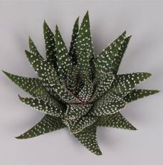 Margaritafera (Aloe)